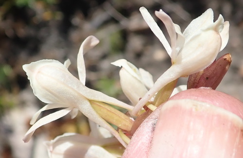 Image of Satyrium pallens by (c) Nicola van Berkel, some rights reserved (CC BY-SA)