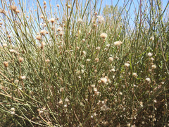 Baccharis spartioides