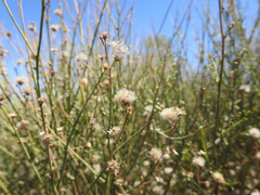 Baccharis spartioides