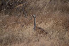 Eupodotis senegalensis