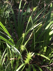 Carex lonchocarpa