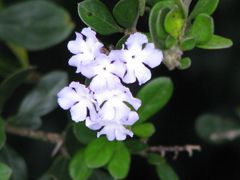 Duranta triacantha