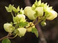 Calceolaria sericea