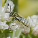 Ceylalictus variegatus - Photo (c) Juanvi,  זכויות יוצרים חלקיות (CC BY-NC), הועלה על ידי Juanvi