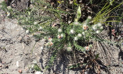 Phylica propinqua