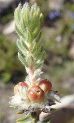 Phylica propinqua