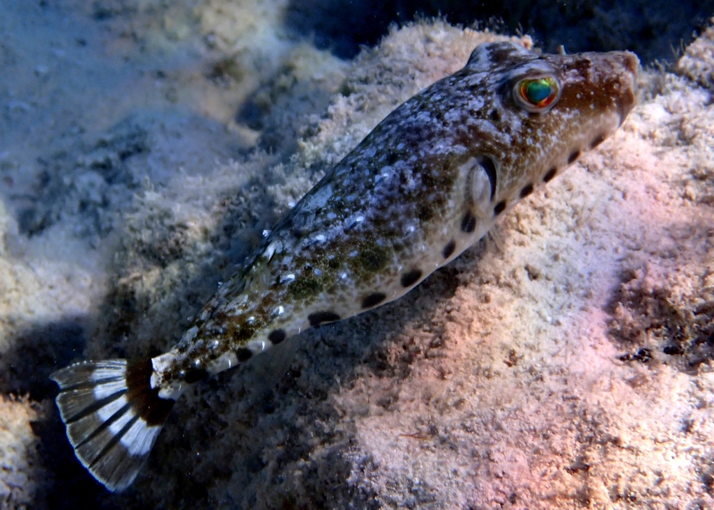 Bandtail Puffer (Sphoeroides spengleri) - Marine Life Identification