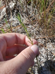 Euphorbia polyphylla