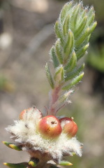 Phylica propinqua