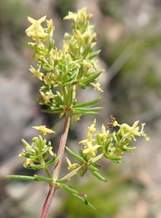 Galium capense