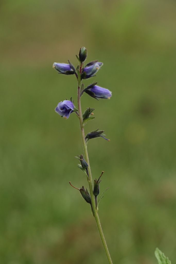 Veronica himalensis