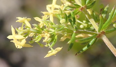 Galium capense