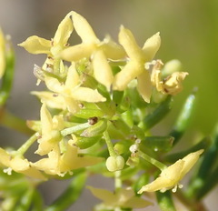 Galium capense