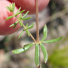 Galium capense