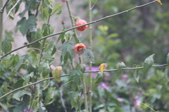 Elliotomyia viridicauda