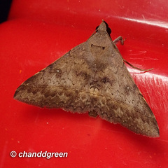 Hypospila bolinoides
