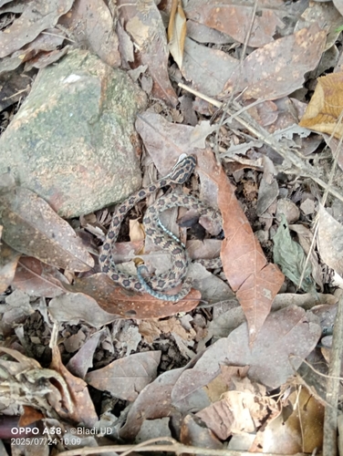 Guerreran Long-tailed Rattlesnake