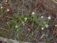 Metalasia pulchella
