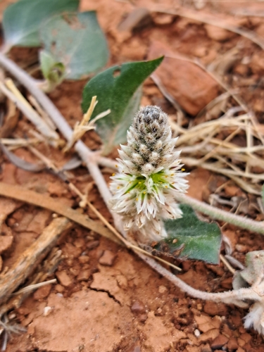 Ptilotus roei
