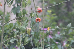 Elliotomyia viridicauda