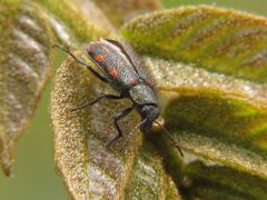 Astylus bourgeoisi