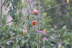 Elliotomyia viridicauda