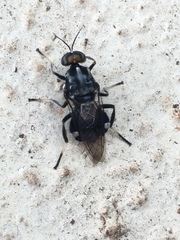 Cyphomyia wiedemanni