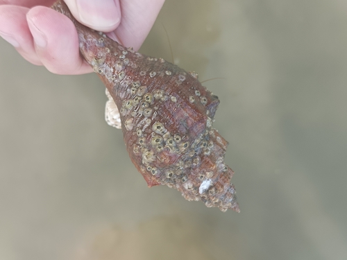 Hemifusus ternatanus observed 2025-08-10