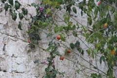 Elliotomyia viridicauda