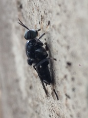 Cyphomyia wiedemanni