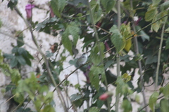 Elliotomyia viridicauda