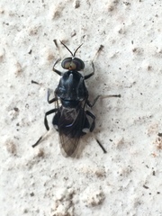 Cyphomyia wiedemanni