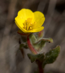Camissoniopsis cheiranthifolia