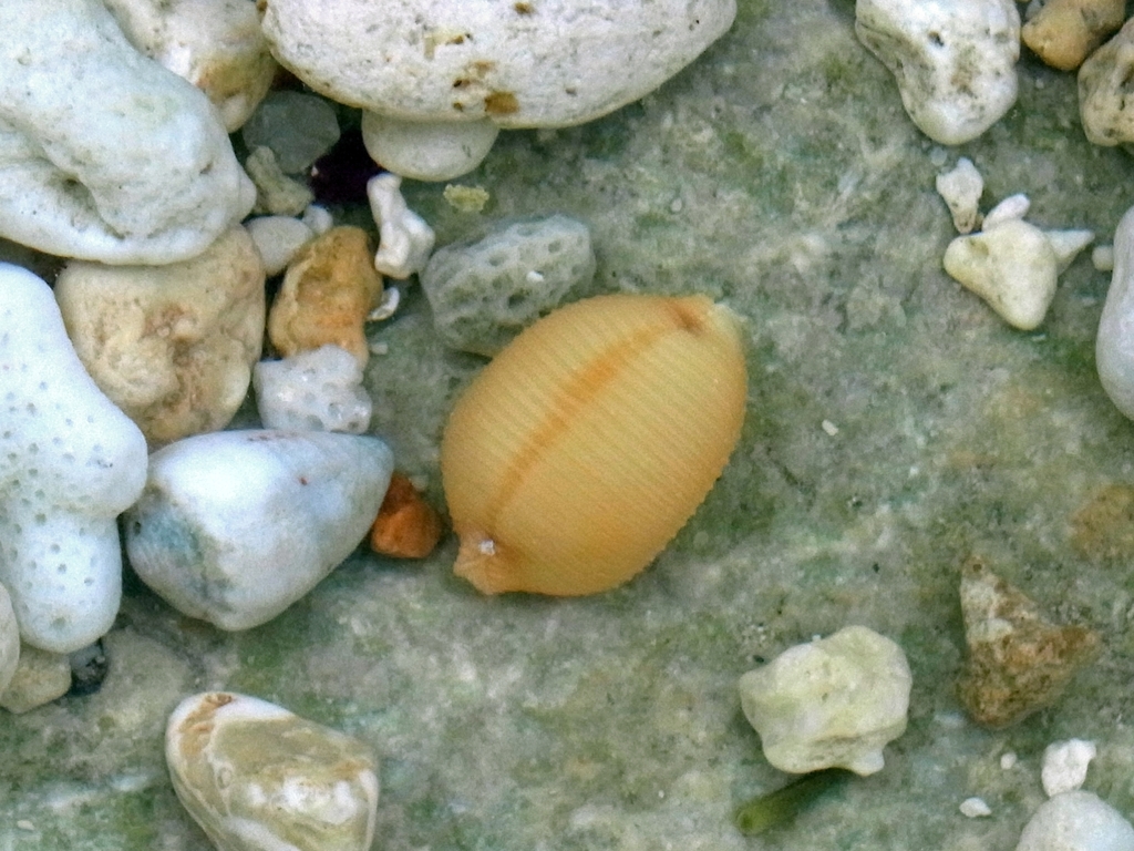 Children's Cowries