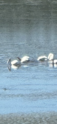 American White Pelican