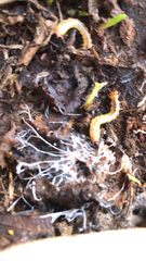 Dendroides canadensis