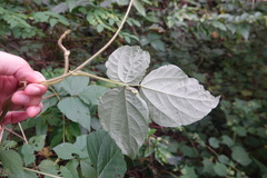 Vigna reflexopilosa