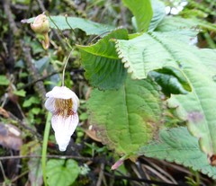 Impatiens urticifolia