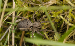 Alopecosa inquilina