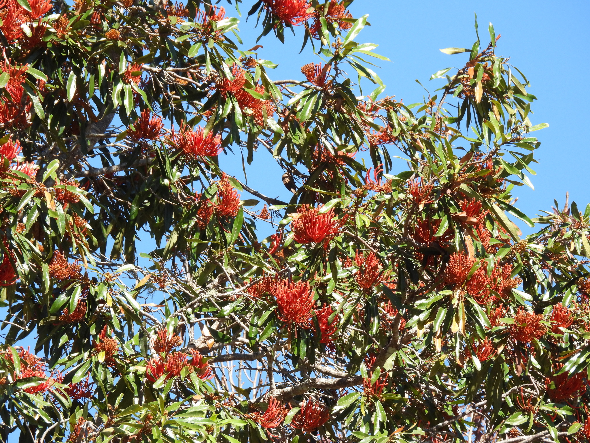 Queensland Tree Waratah (Alloxylon flammeum)