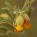 Hermannia odorata - Photo (c) lennartn, algunos derechos reservados (CC BY-NC)