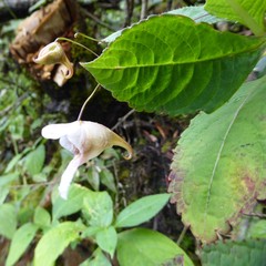 Impatiens urticifolia