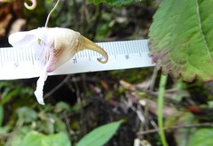 Impatiens urticifolia
