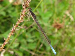 Oxyallagma dissidens