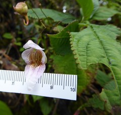 Impatiens urticifolia