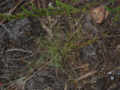 Pentameris airoides airoides