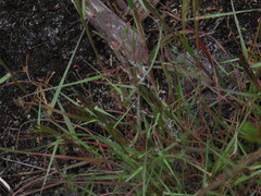 Pentameris airoides airoides