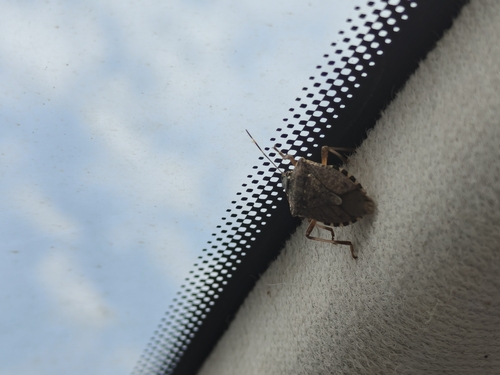 Brown Marmorated Stink Bug