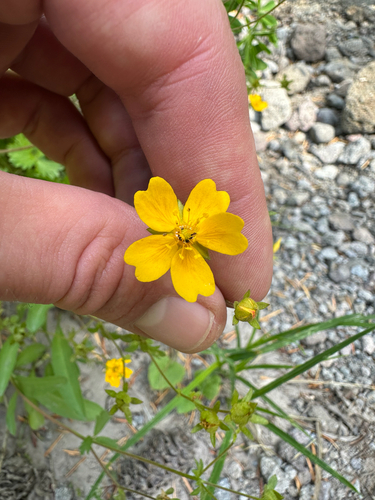 fan-foil (Potentilla flabellifolia)