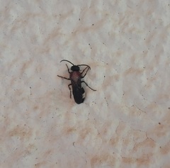 Ronisia brutia